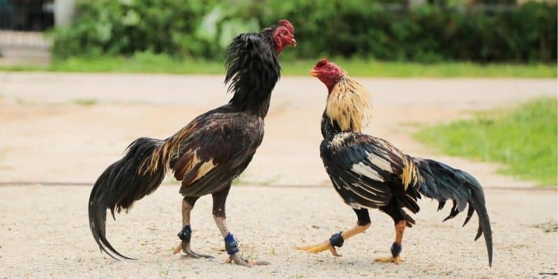 Nhiều trận đấu đa dạng hình thức được phát trực tiếp